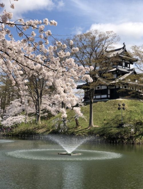 お花見に～🌸