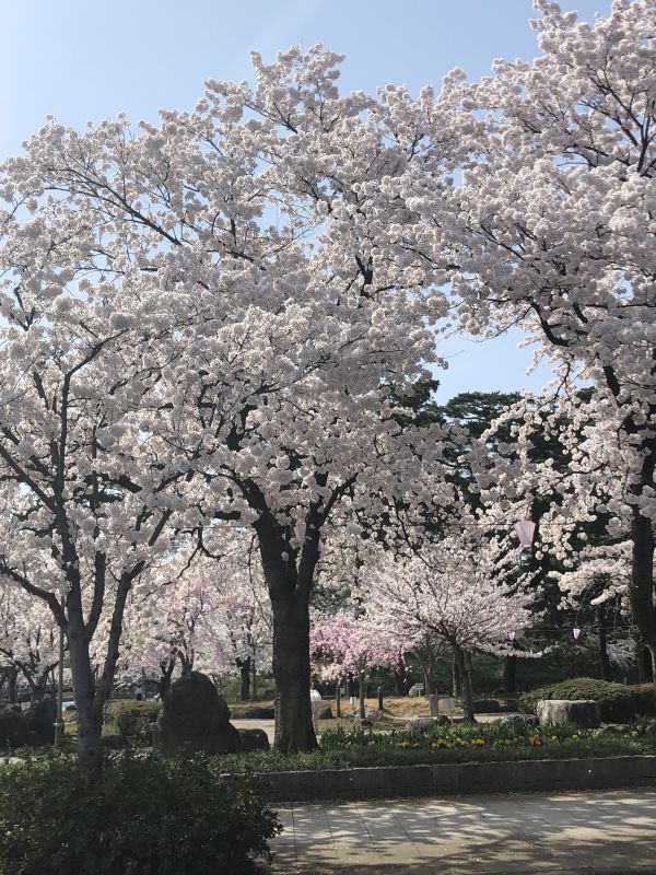 高田の桜満開です