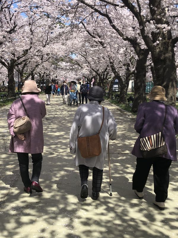 高田の桜満開ですpart2