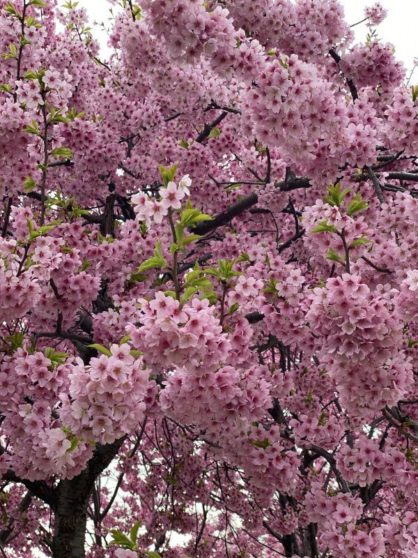 新潟の桜も散り始めました