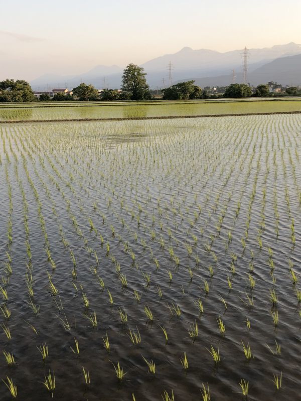 画像: 田植え～水田の流れ